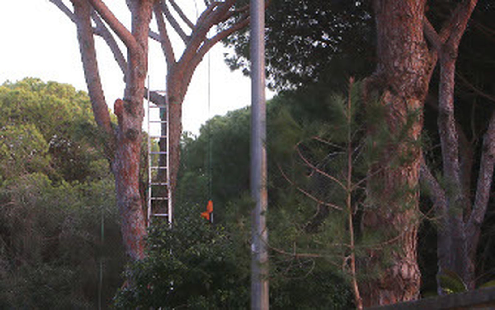 Fallece un hombre cuando podaba un pino en un chalé de Chiclana