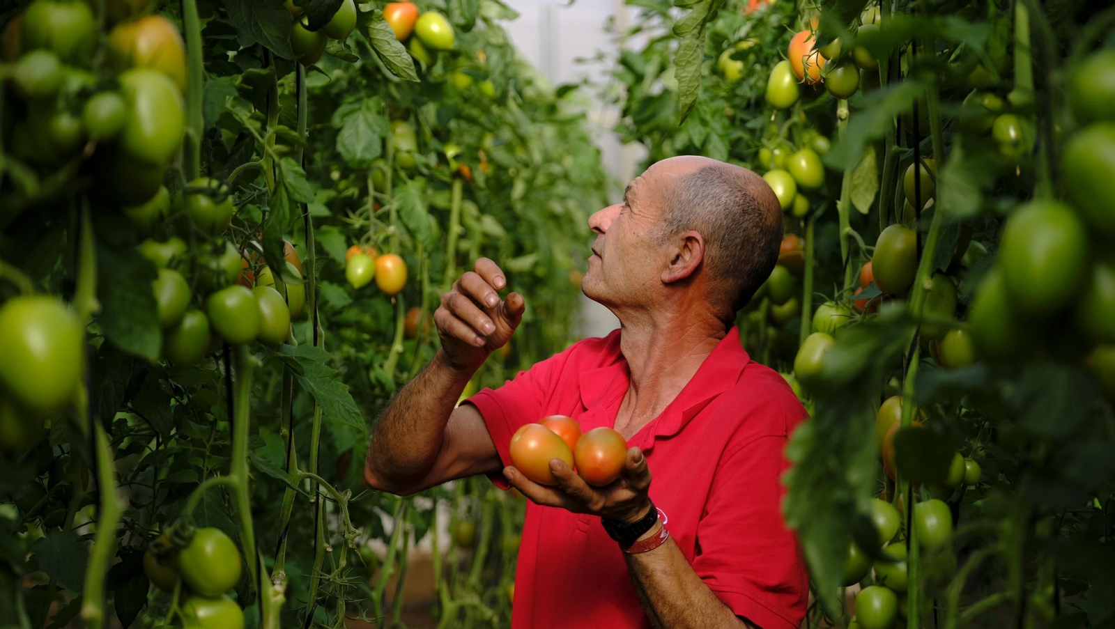 Tomates del campo almeriense para los lineales de los supermercados, en imágenes