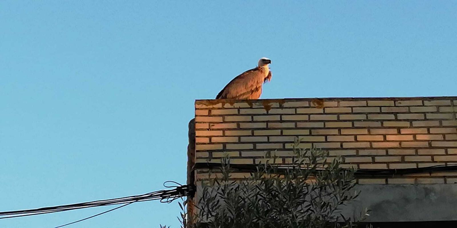 El buitre desorientado llevaba un par de días en la zona de La Ardila.