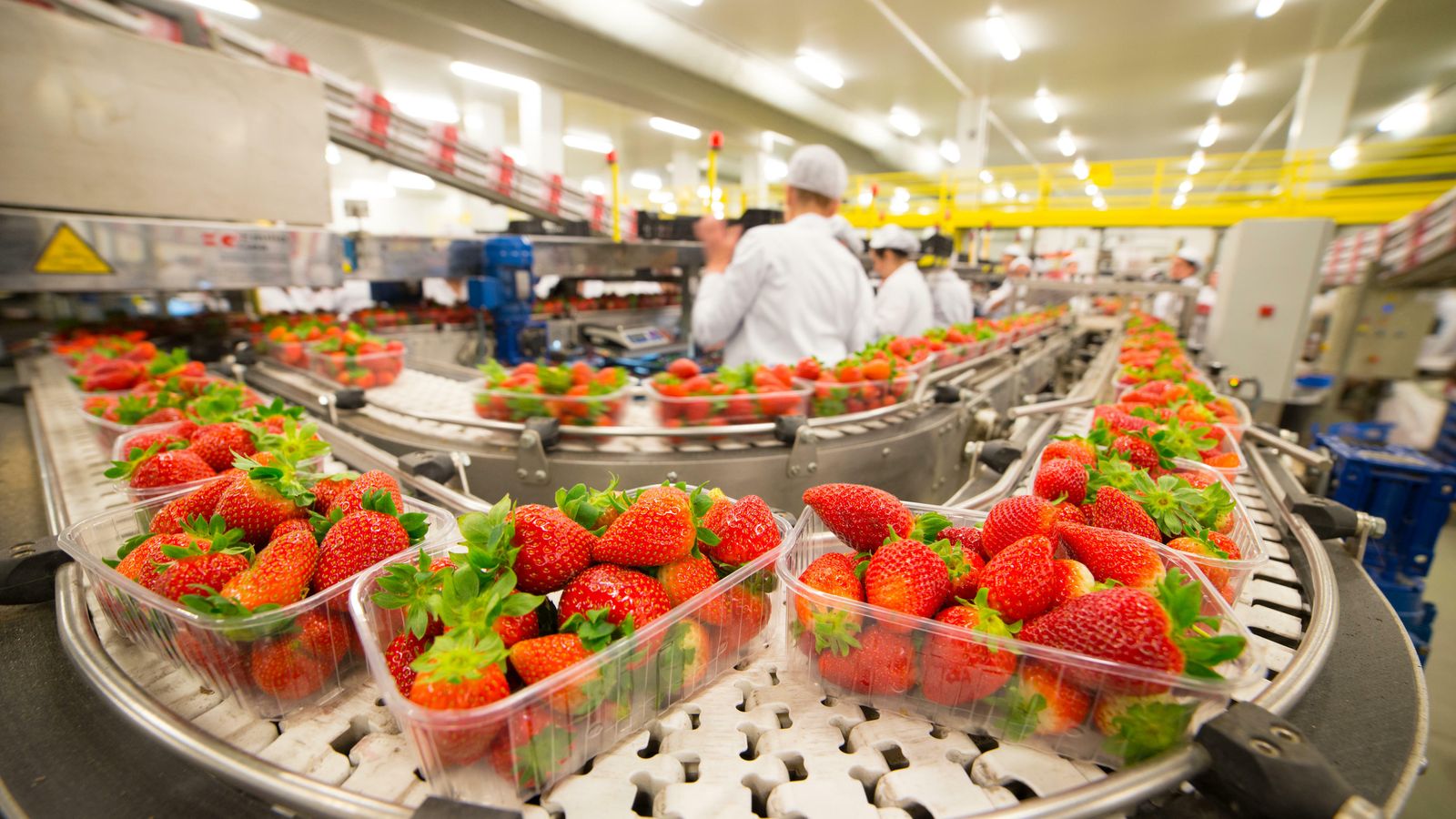 Interior de una empresa envasadora de fresas.