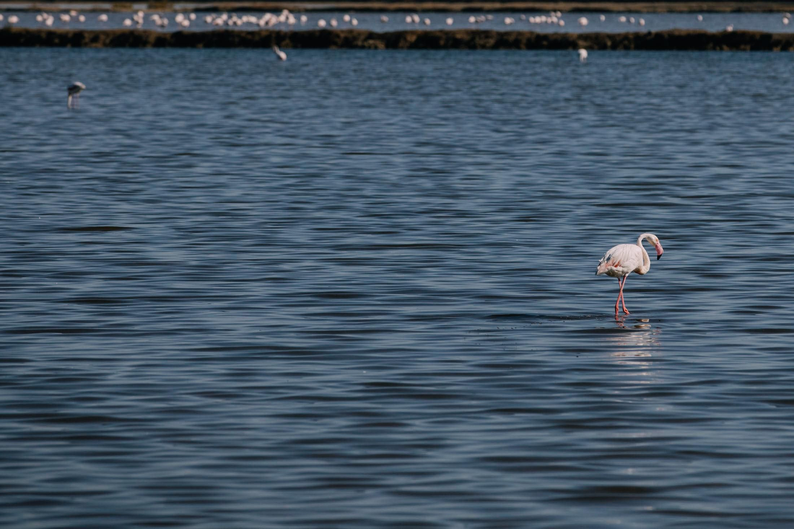 Un recorrido fotográfico por el Paraje Natural Marismas del Odiel