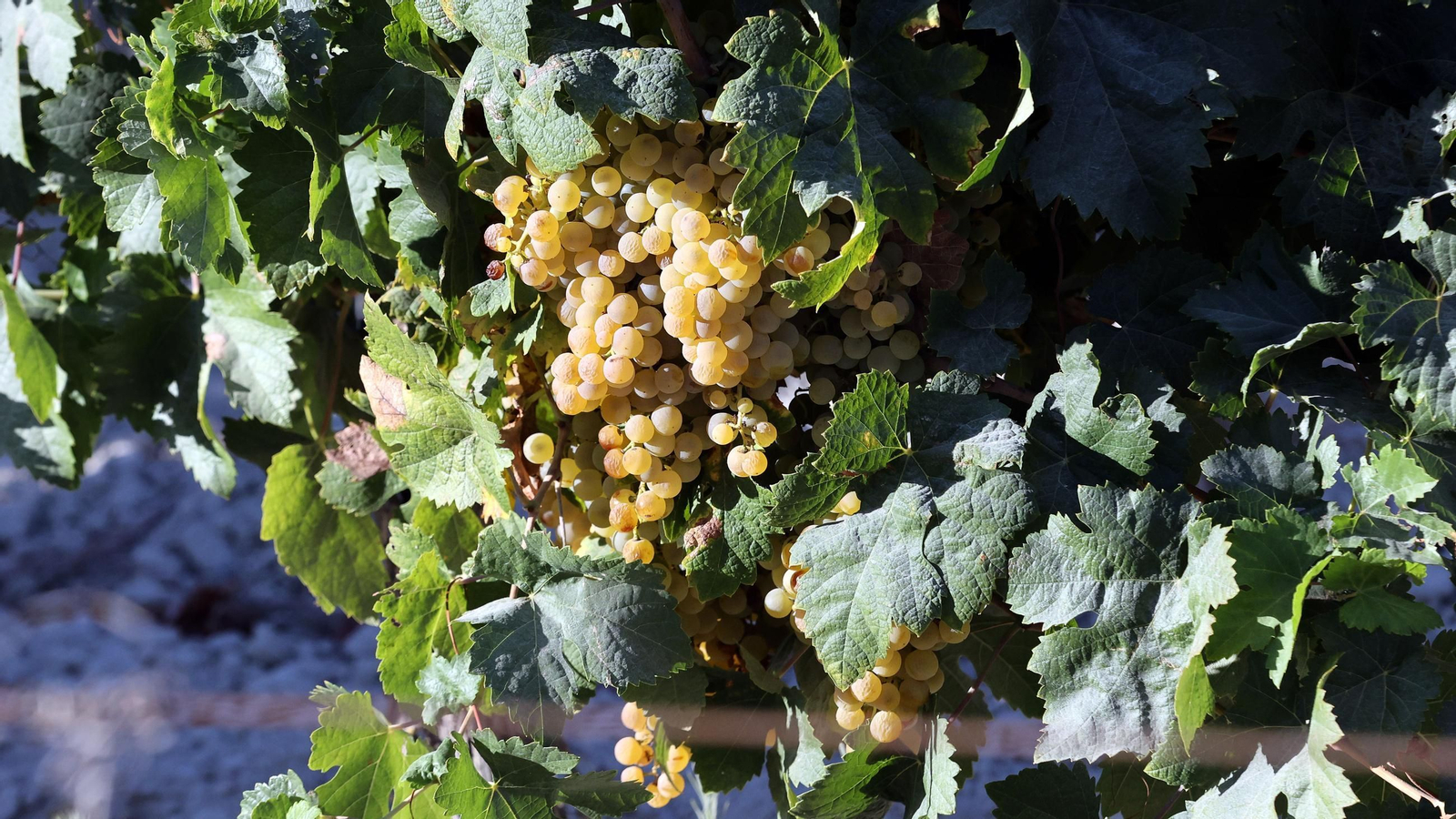 Vendimia a mano en la Viña El Caribe en Jerez