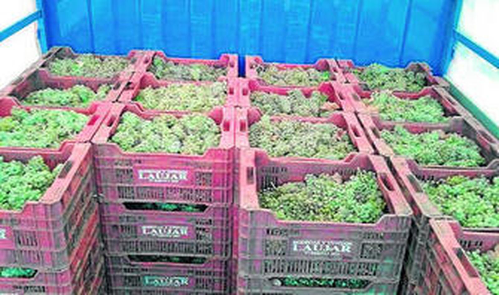 Vendimia en la empresa Cepa Bosquet.