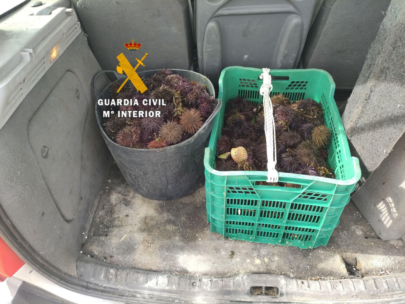 Los erizos capturados ilegalmente