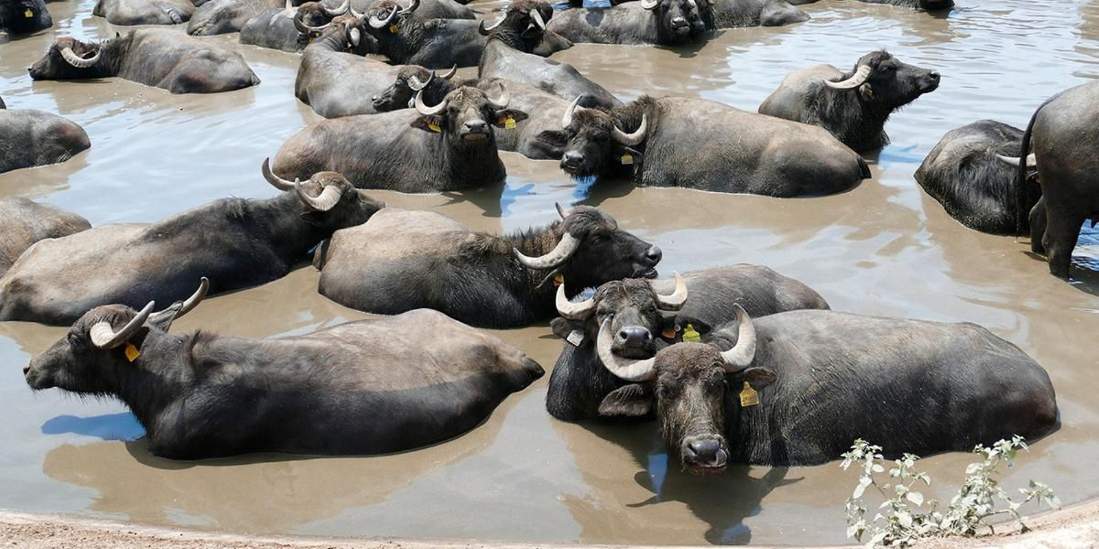 Un grupo de búfalos se emborrachan y destapan una producción ilegal de alcohol
