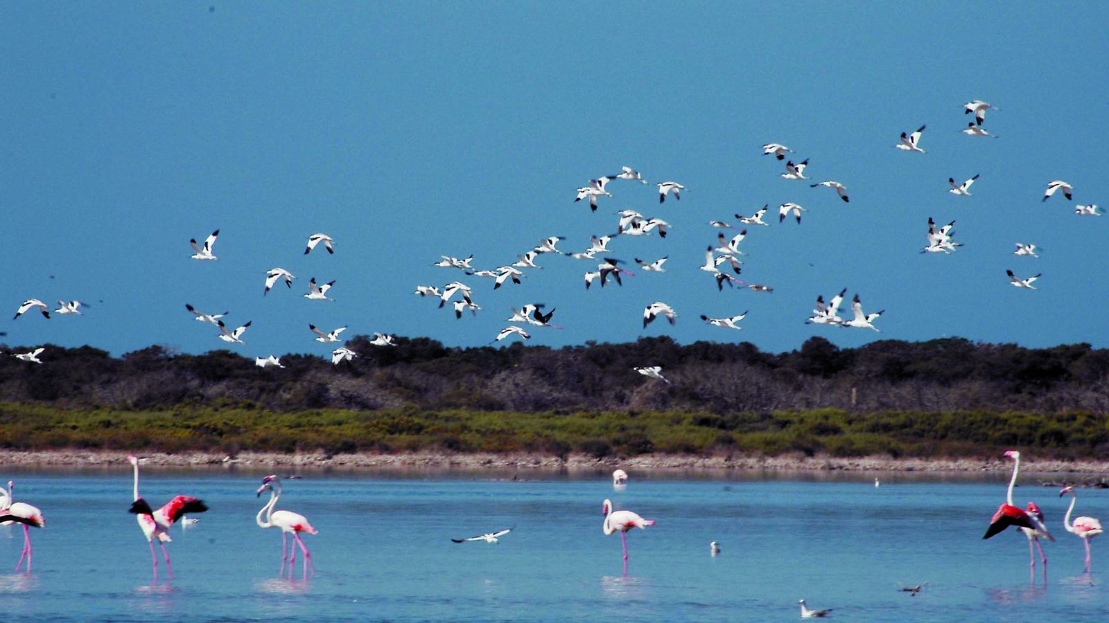 Flamencos en Las Salinas de Cabo de Gata.