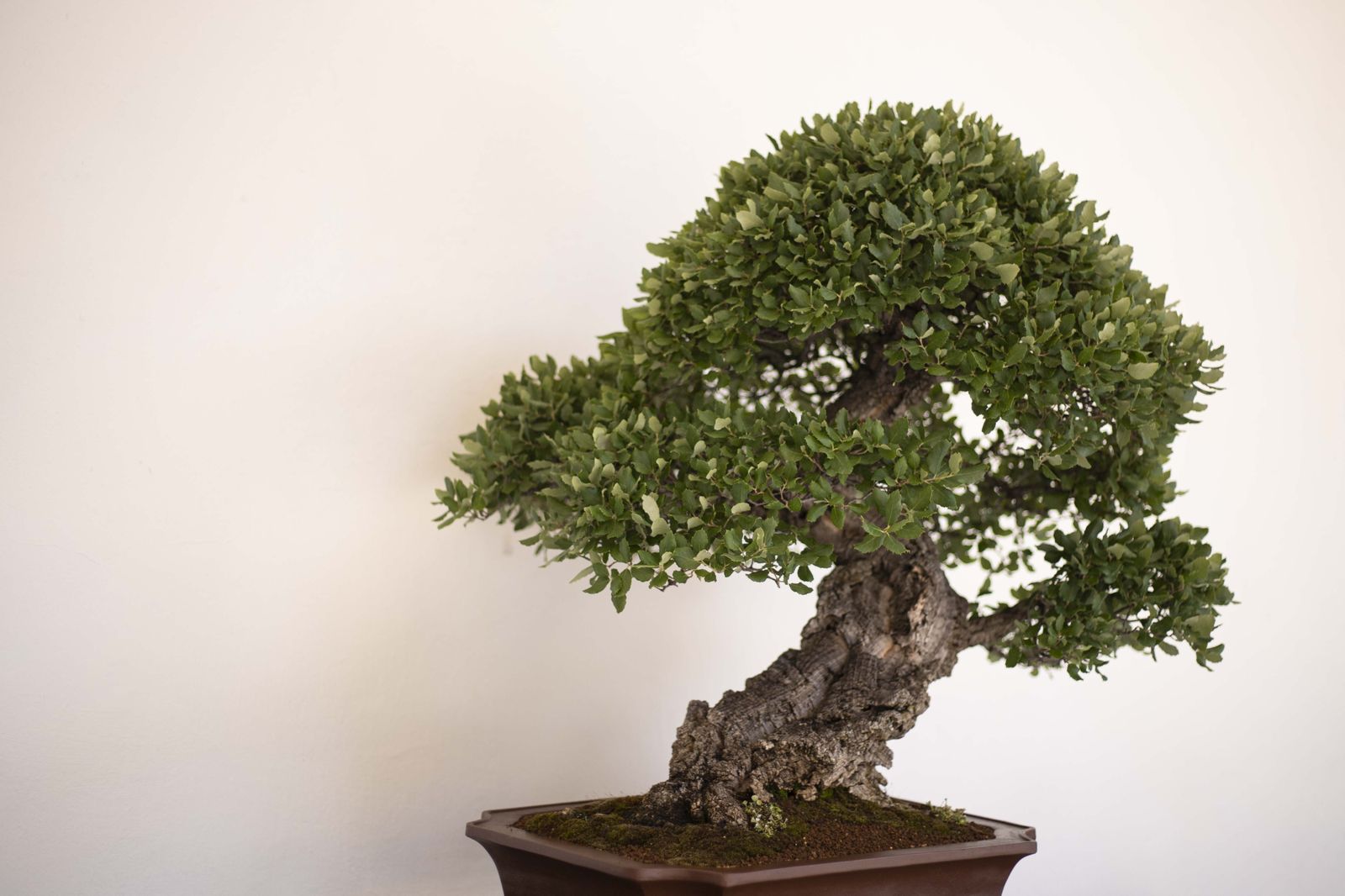 La Exposición de Bonsái de Primavera de Córdoba, en fotografías