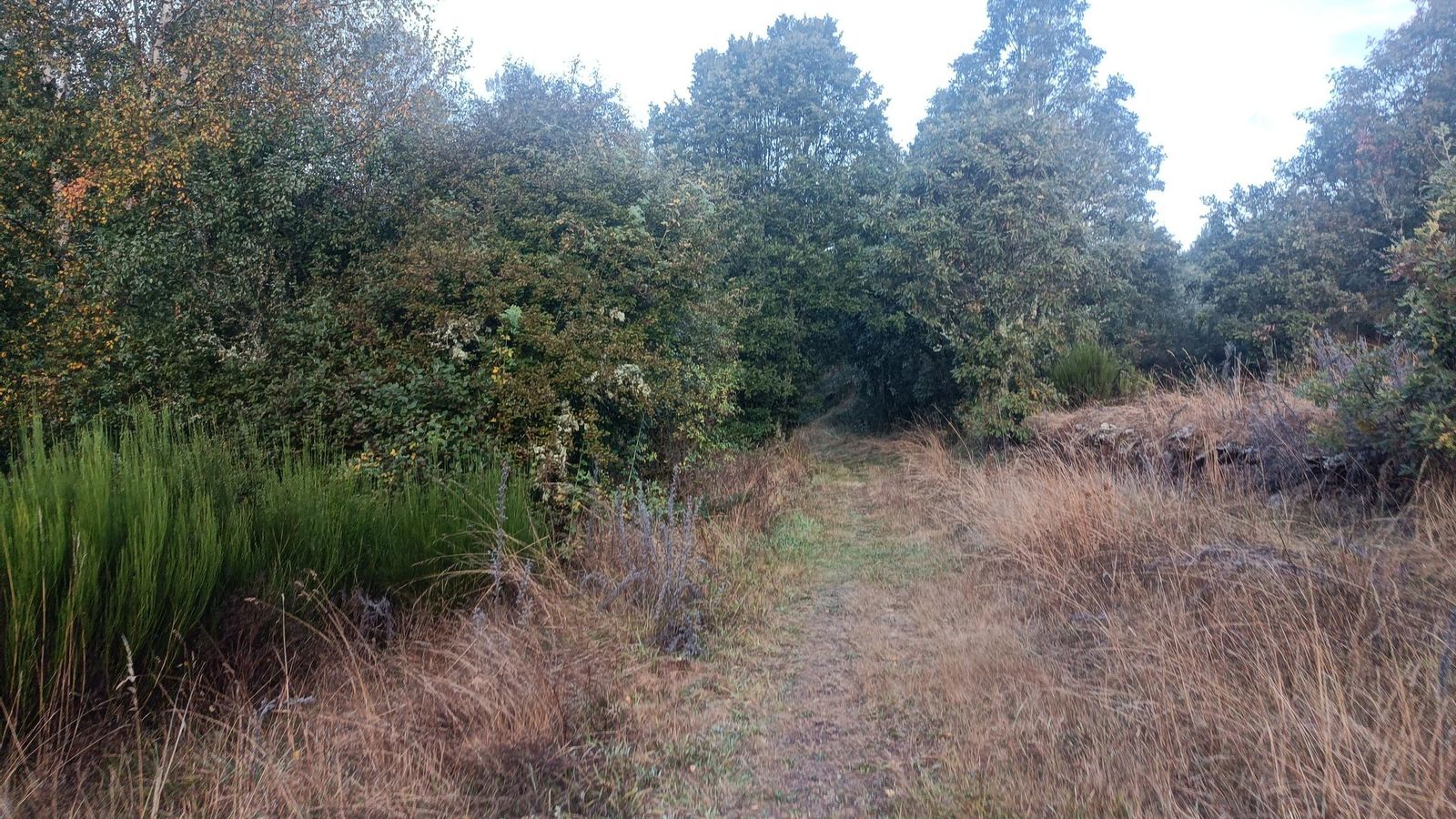 La etapa va alternando todo el rato tramos por bosque y por carretera.