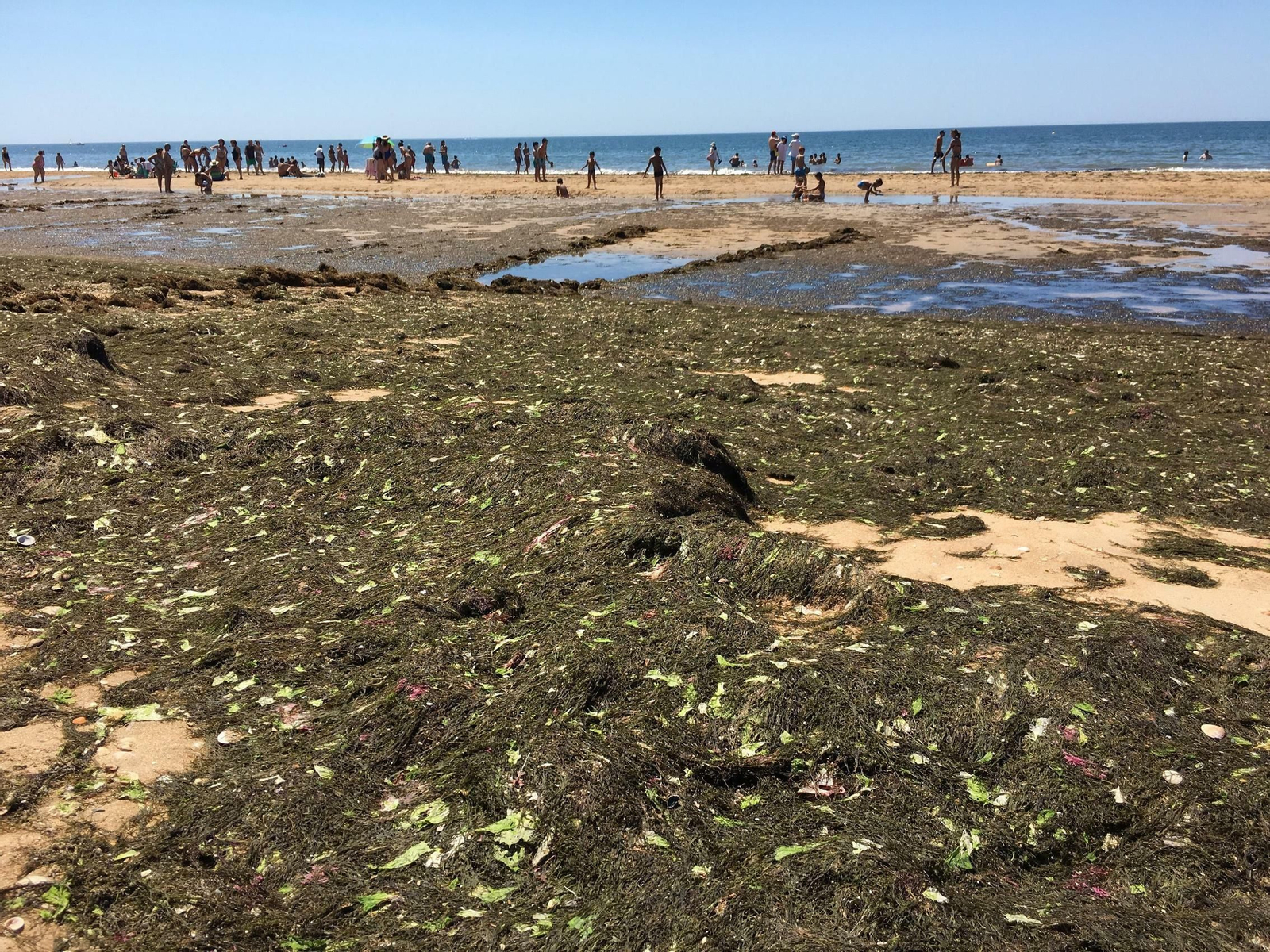 El alga que cubre las playas de la provincia onubense generando, además, un impacto negativo para los bañistas