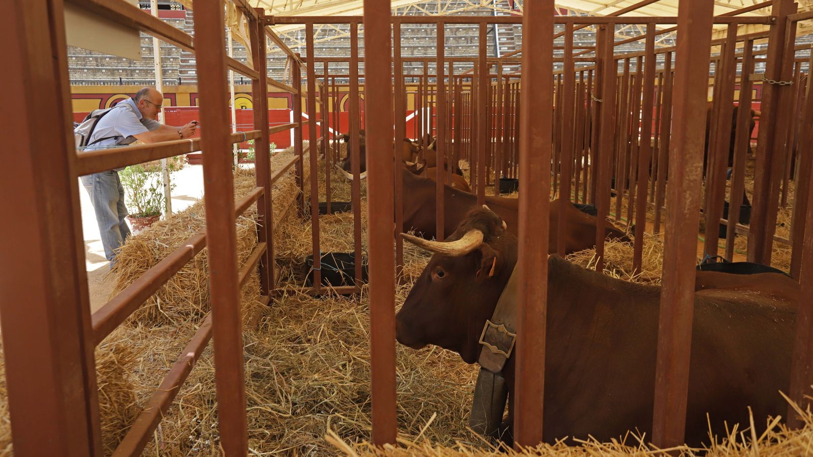 Fotos de la inauguración de la 171 Feria del Ganado de Algeciras