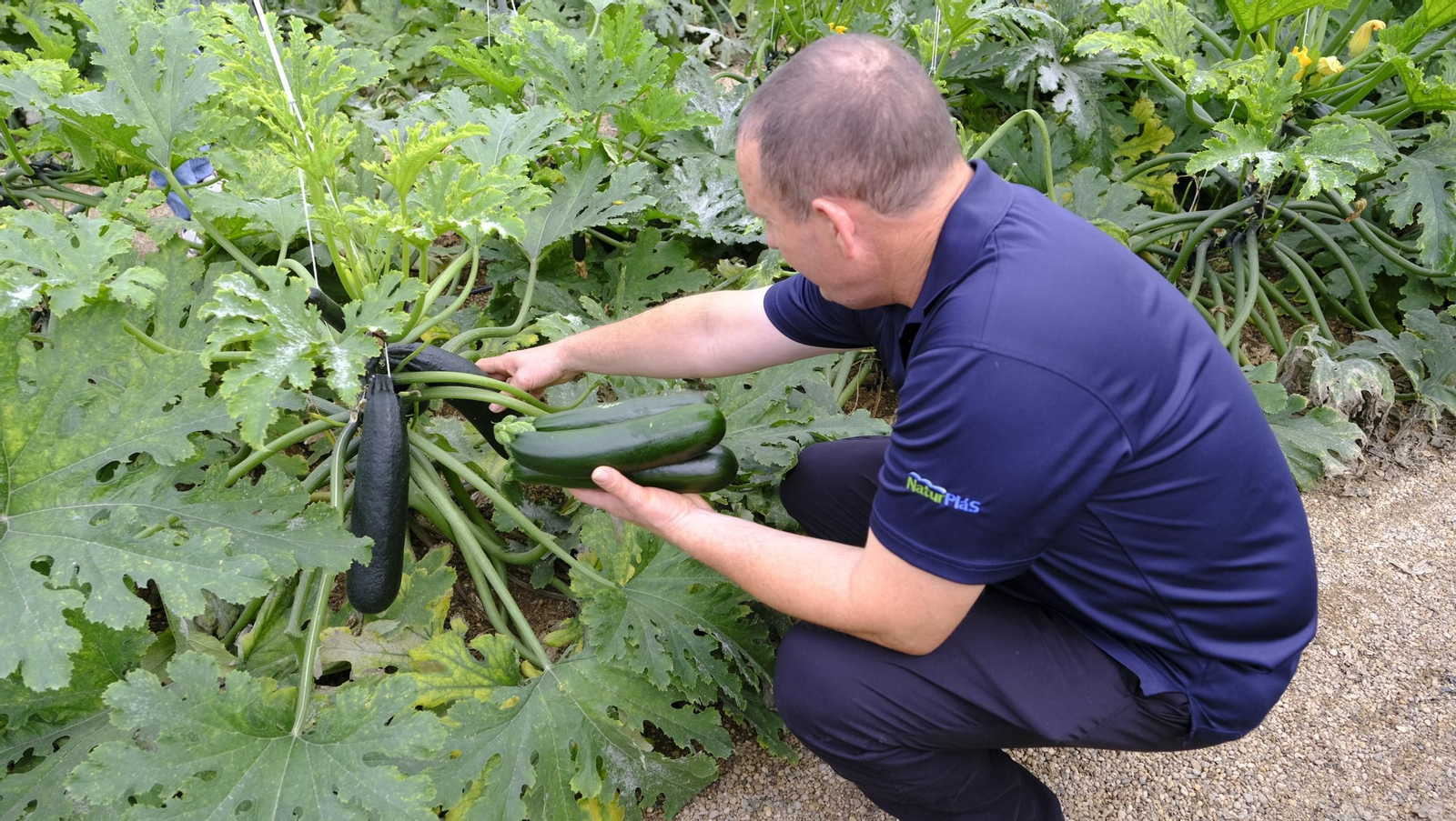 José Antonio Maldonado, con calabacines en buen estado en sus manos, arranca los atacados por el virus de la verruga.
