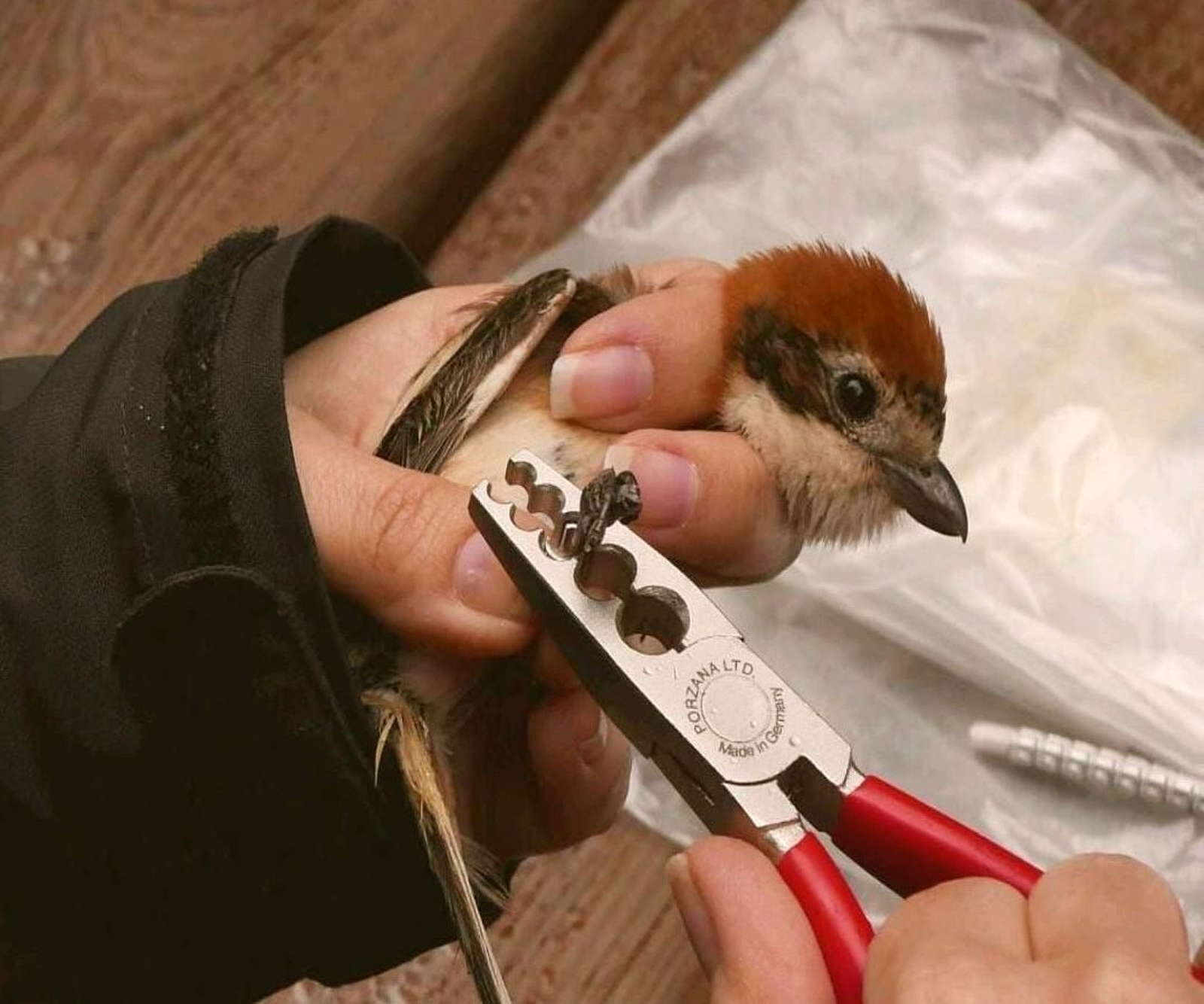 Las anillas permiten su rastreo y se colocan en las patas de las aves.