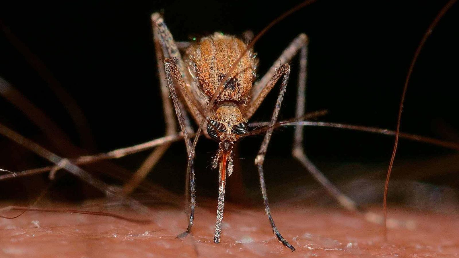 Un mosquito, animal que puede transmitir el virus.