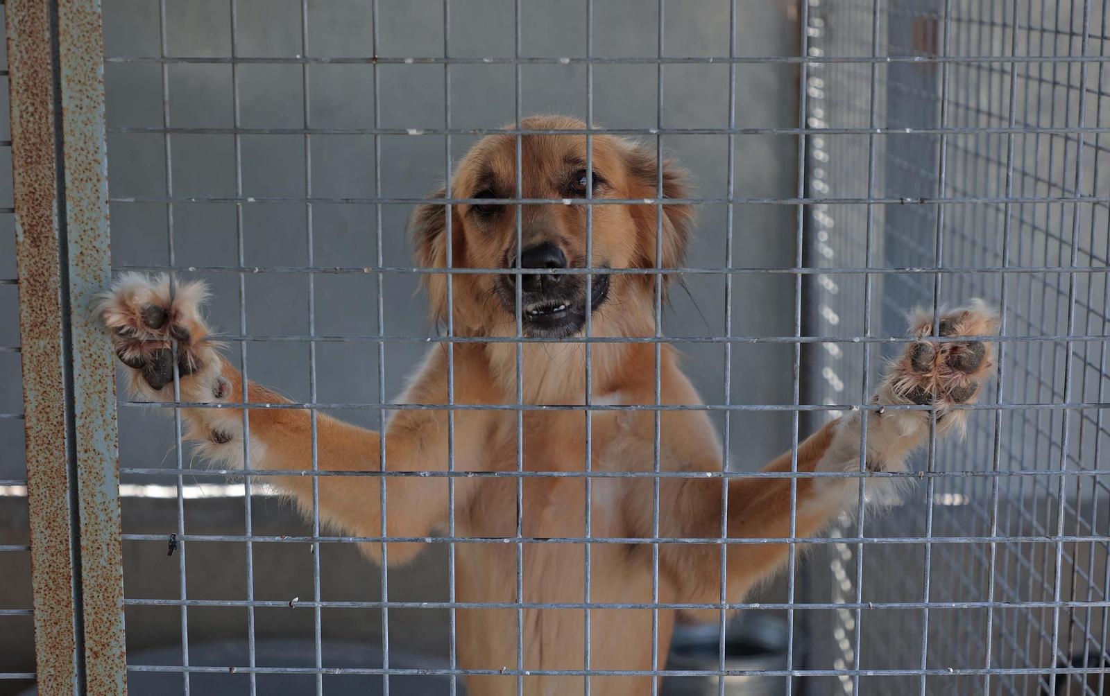 Imágenes de la protectora de animales del Campo de Gibraltar en Los Barrios