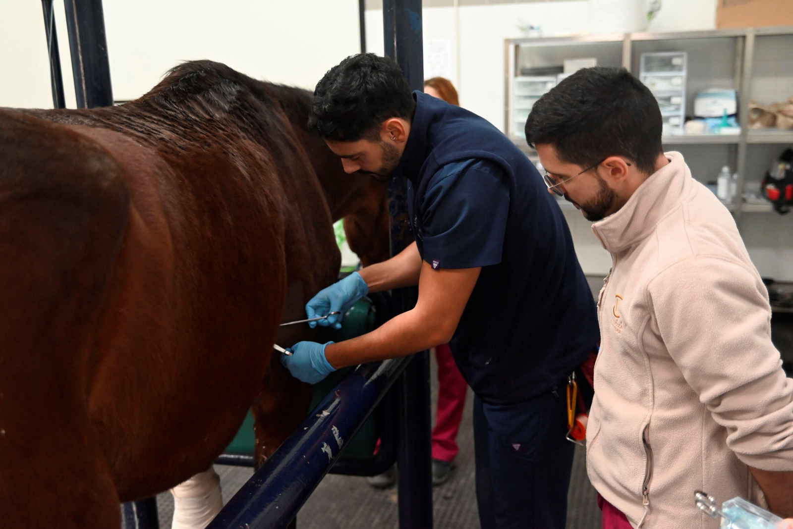 El Hospital Veterinario de la Universidad de Córdoba, en imágenes