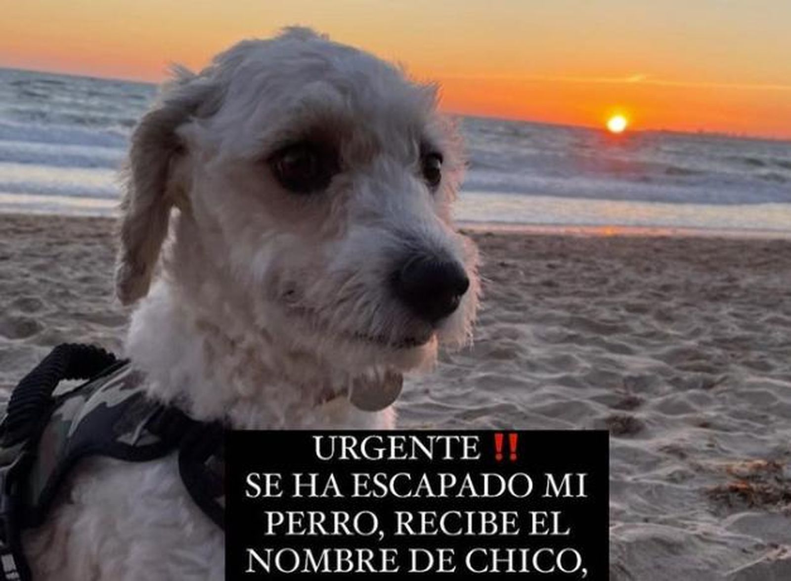 Chico, el perro desaparecido en el centro de Jerez.