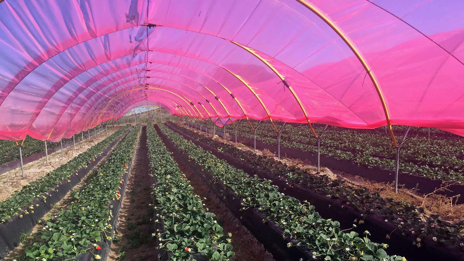 Imágenes de los plásticos luminiscentes que mejora el rendimiento de los frutos rojos en Huelva Imágenes de los plásticos luminiscentes que mejora el rendimiento de los frutos rojos en Huelva