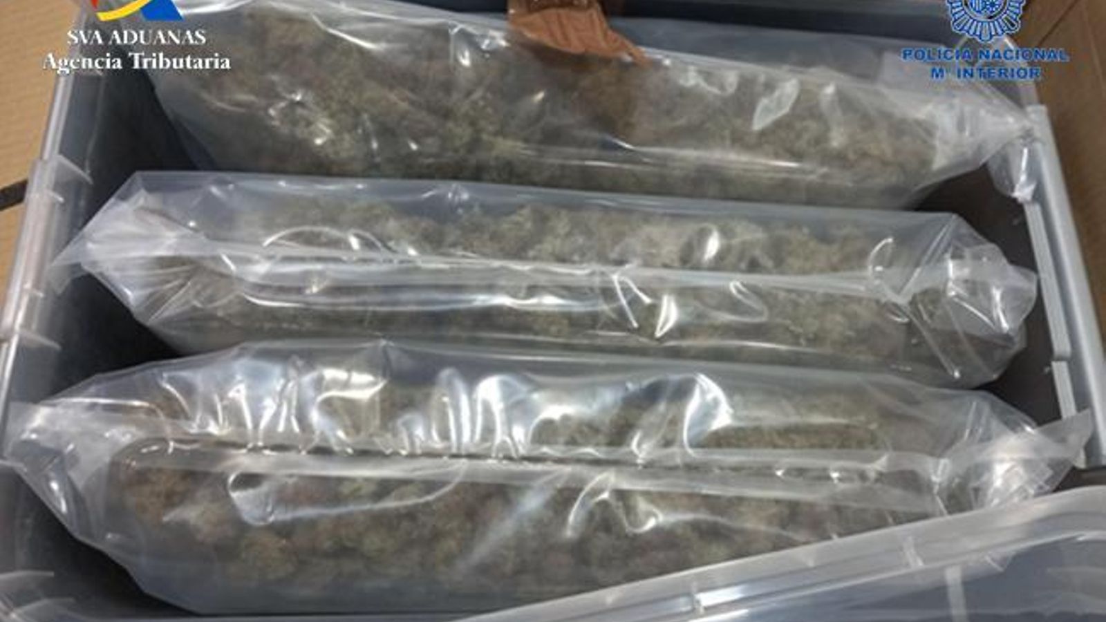 Cogollos intervenidos en la operación.