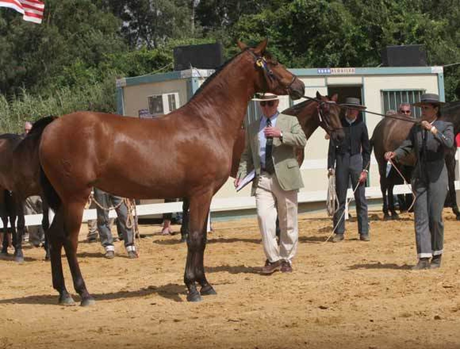 Los caballos y el ganado aportan la plástica y la fuerza en La Menacha