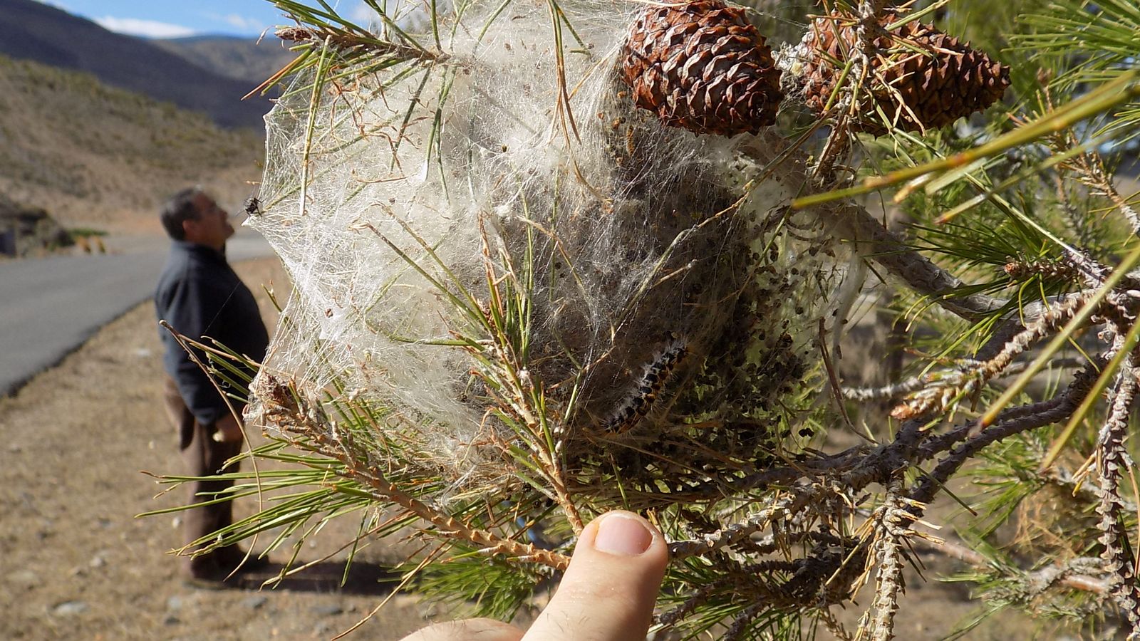 Bolsas de procesionaria en los pinares de la Sierra de Los Filabres, en Almería