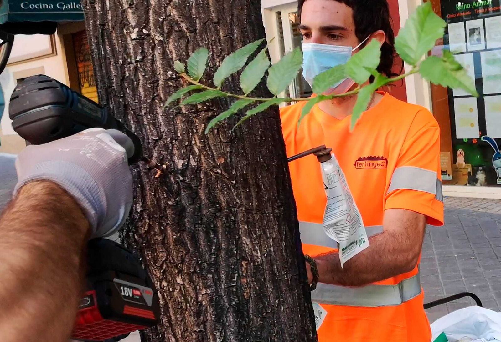 Tratamiento de la plaga en los árboles de Madrid.