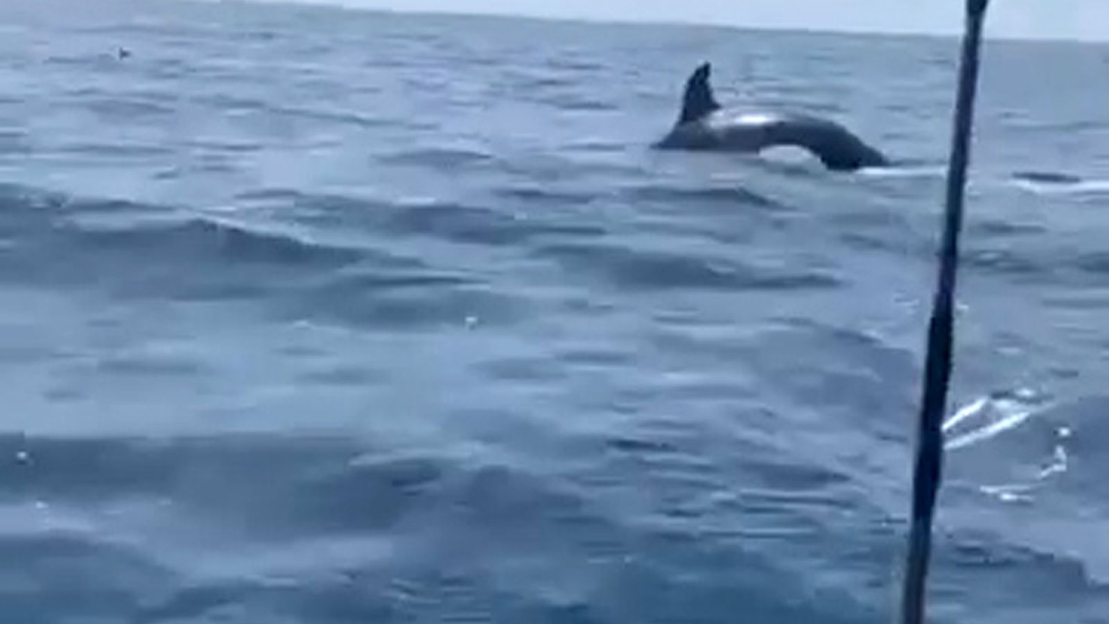 Avistamiento este mismo verano de una orca junto a una embarcación recreativa en el litoral onubense