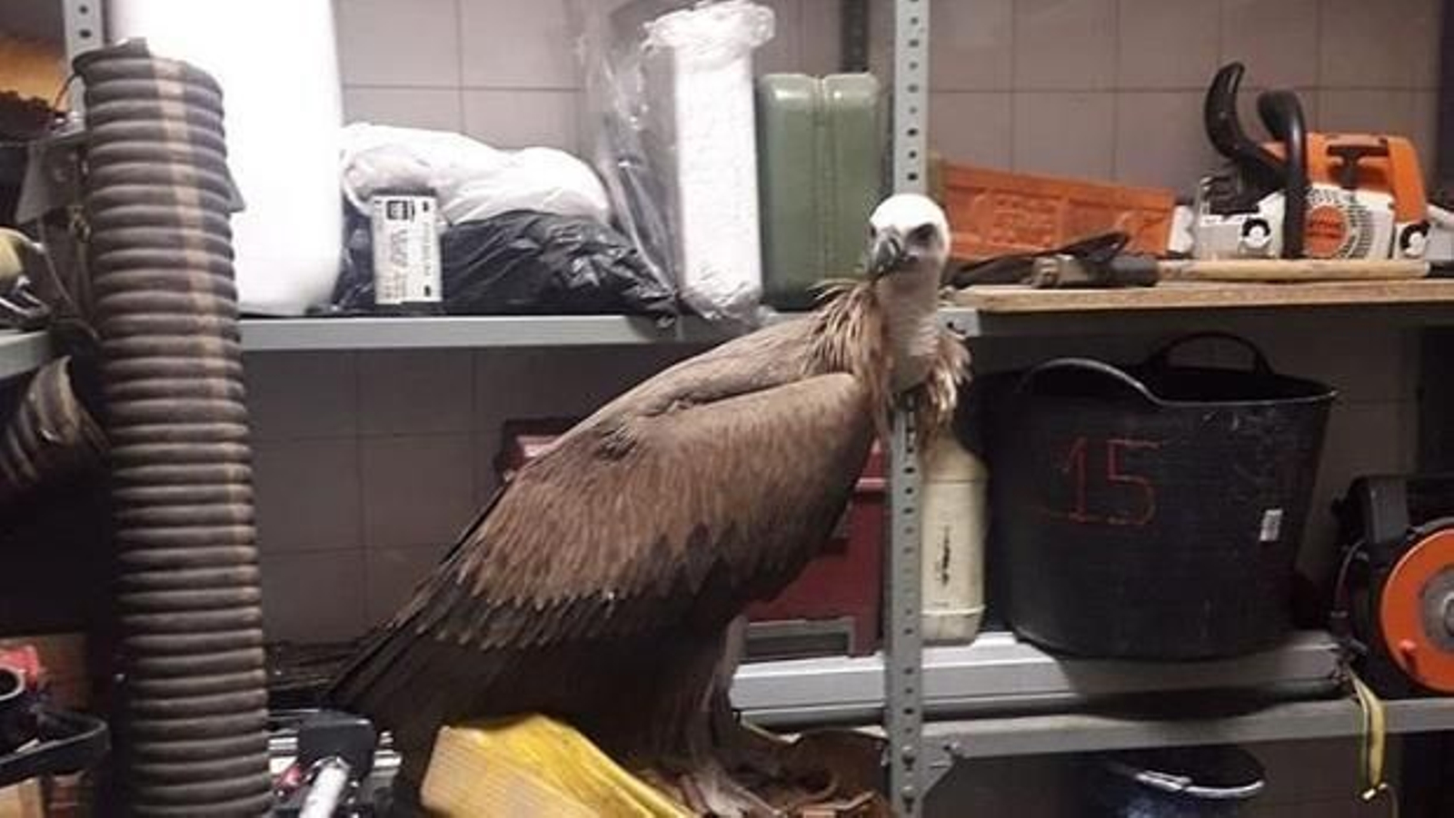 Rescatan un buitre desorientado en Utrera Rescatan un buitre desorientado en Utrera