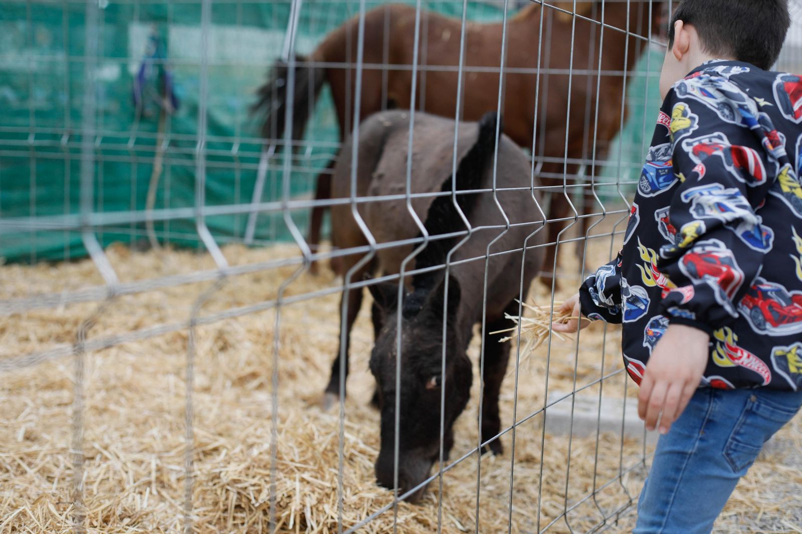 Galería de la Feria  de ganado en Tarambana