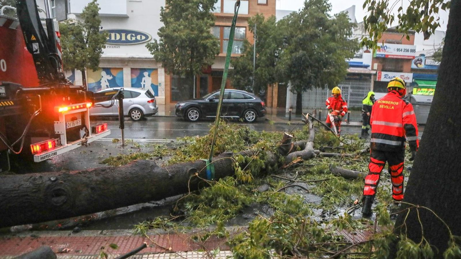 Arbol caído en la avenida Marqués de Pickman