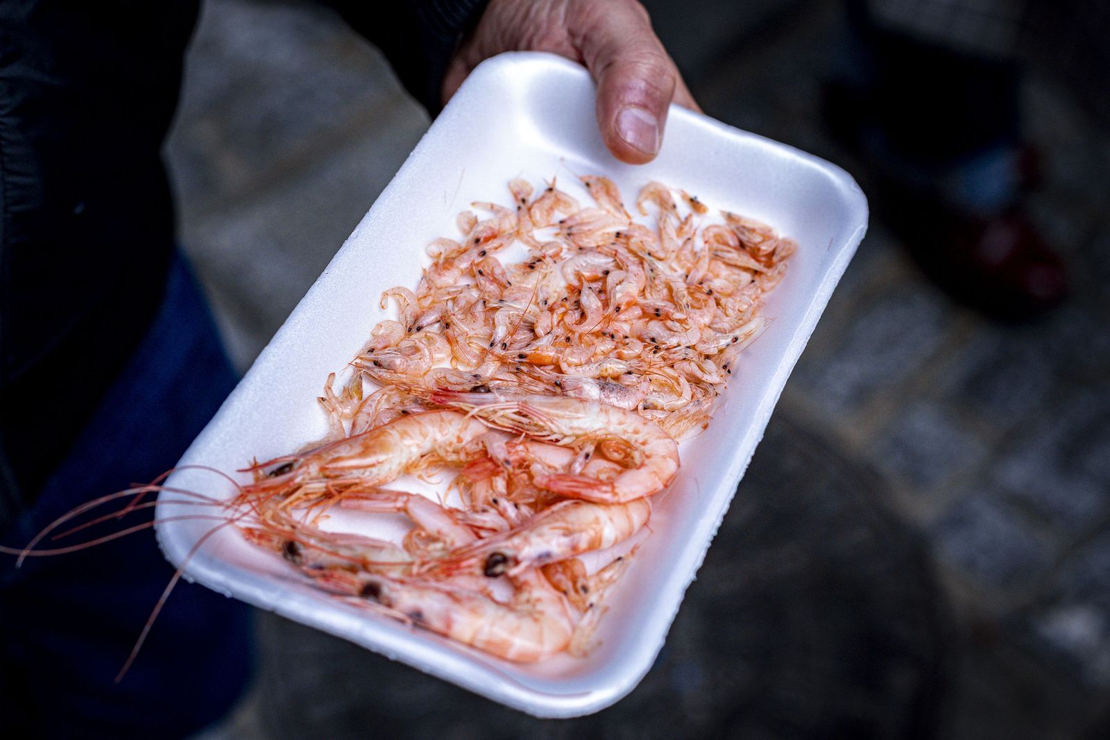 Las imágenes de la erizada popular del Carnaval de Cádiz 2026