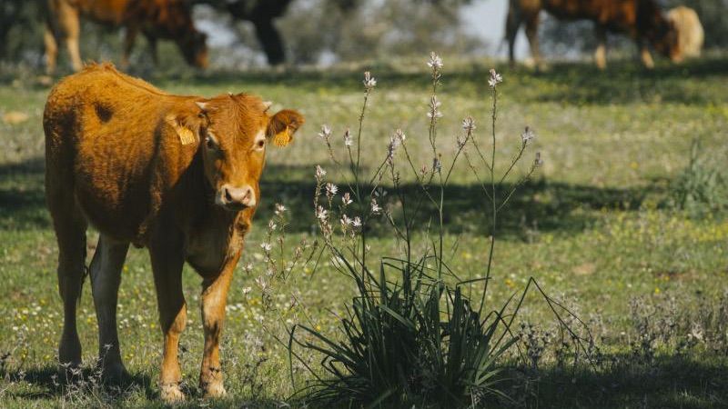 El pueblecito cerca de Sevilla que está rodeado de naturaleza y calma: Es perfecto para disfrutar este otoño