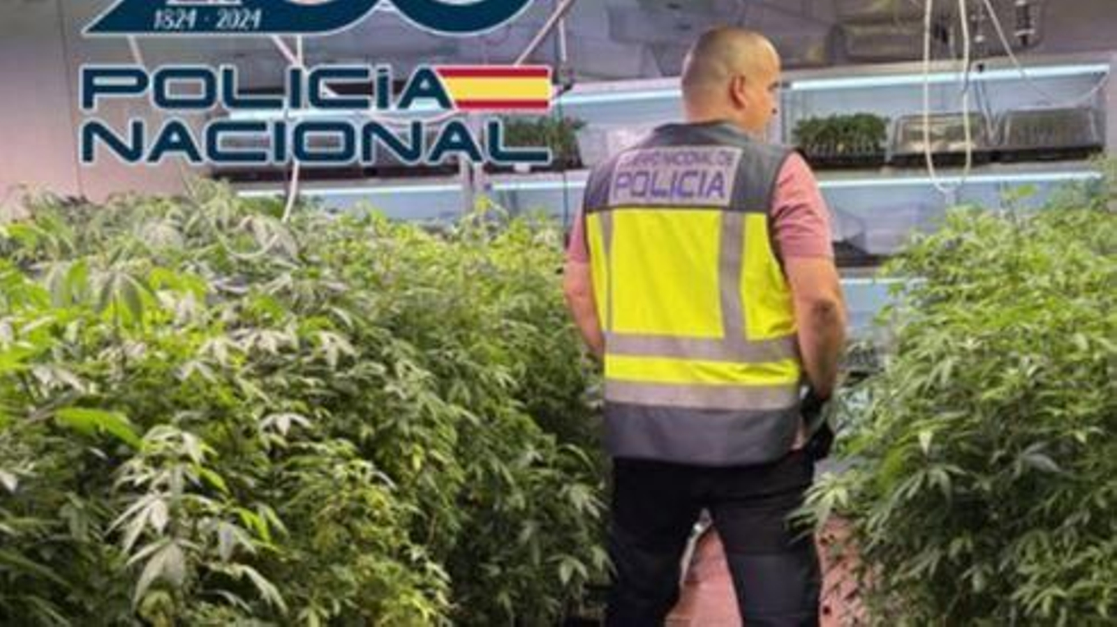 Plantas madre de marihuana