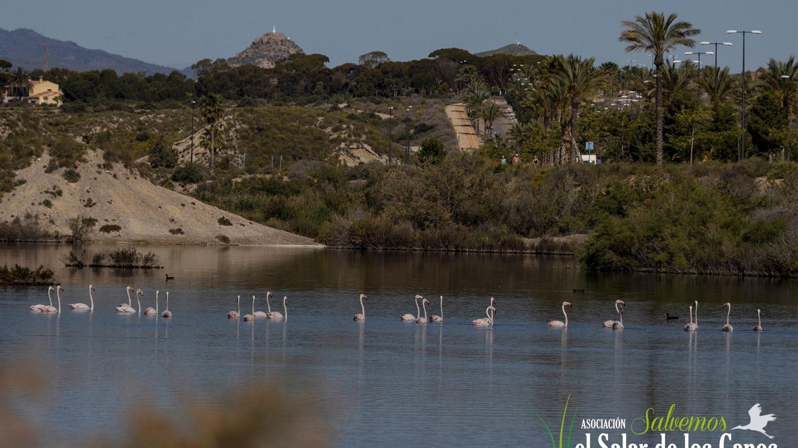 Un grupo de flamencos descansa en el Salar de los Canos, con las vistas del cerro del Espíritu Santo al fondo.