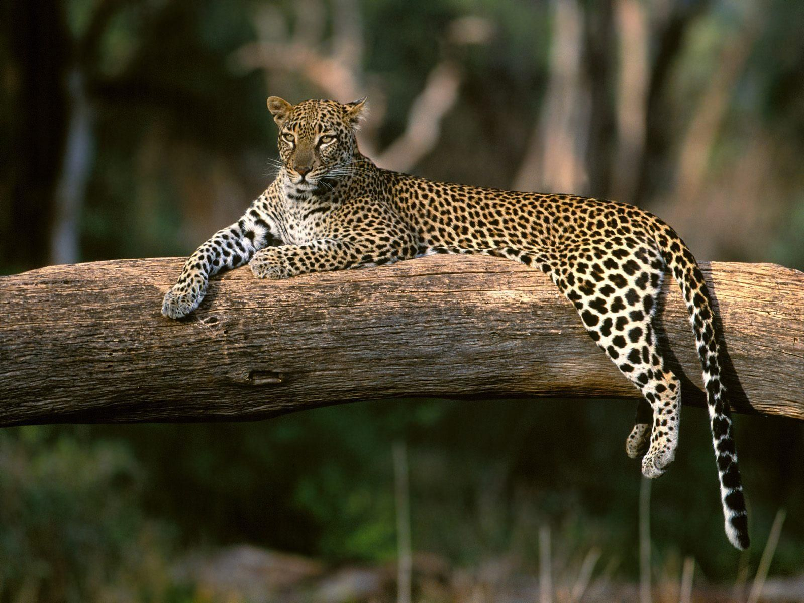 Un leopardo