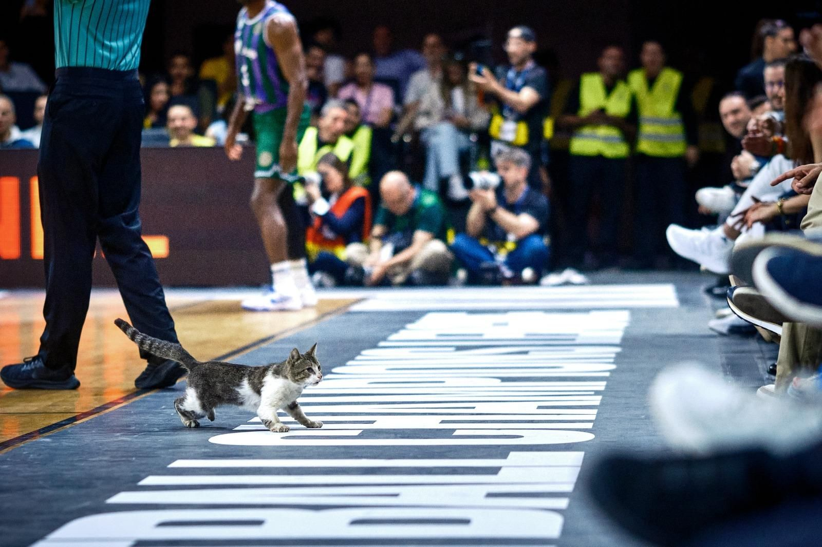 Un gato paró la final de la BCL