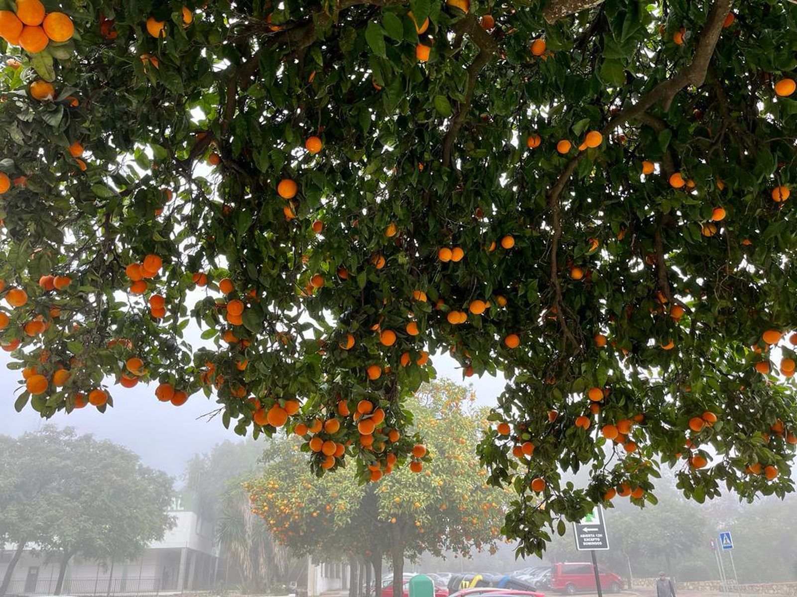 La ‘historia’ de la mermelada de naranjas amargas de Jerez