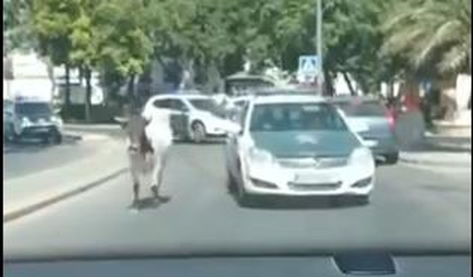 Dos policías heridos al interceptar becerra que escapó por calles de Utrera