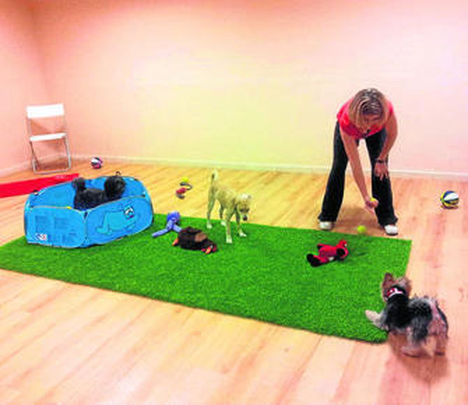 Los perros y sus dueños juegan y aprenden en una reunión social para perro pequeño.