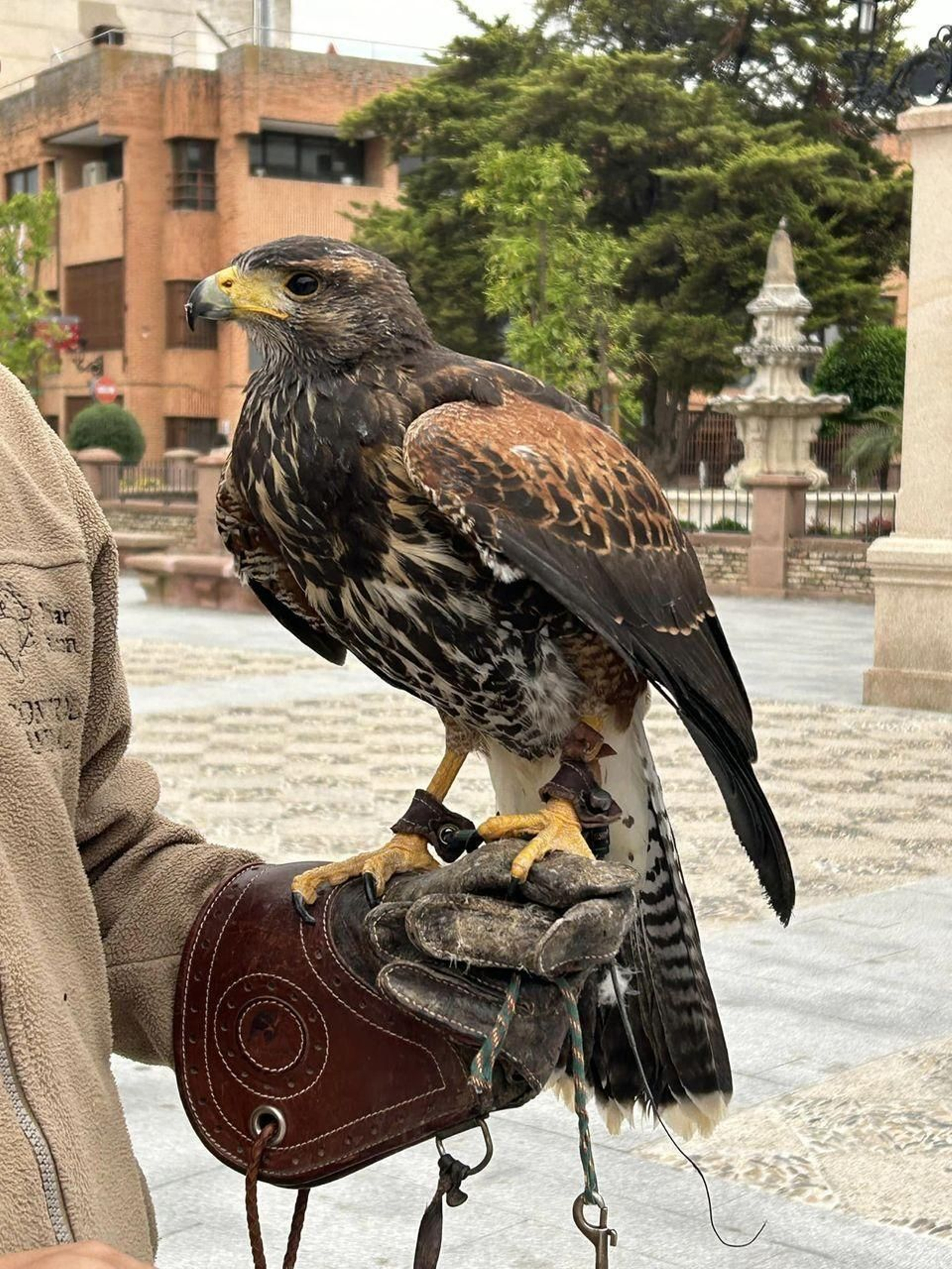Ave rapaz en Andújar.