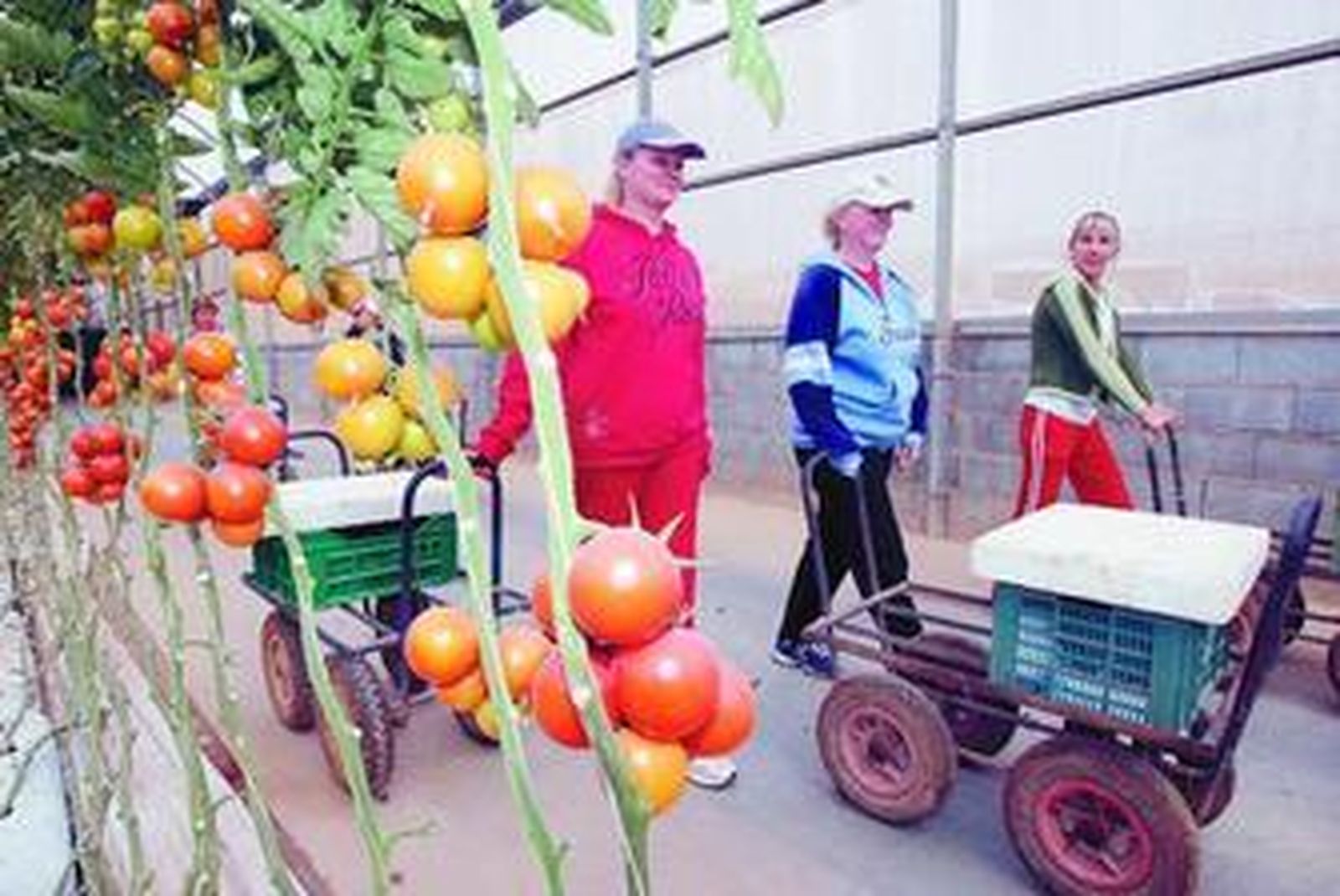 Un estudio de la Universidad Politécnica de Madrid podría hacer más rentable la producción de tomate.