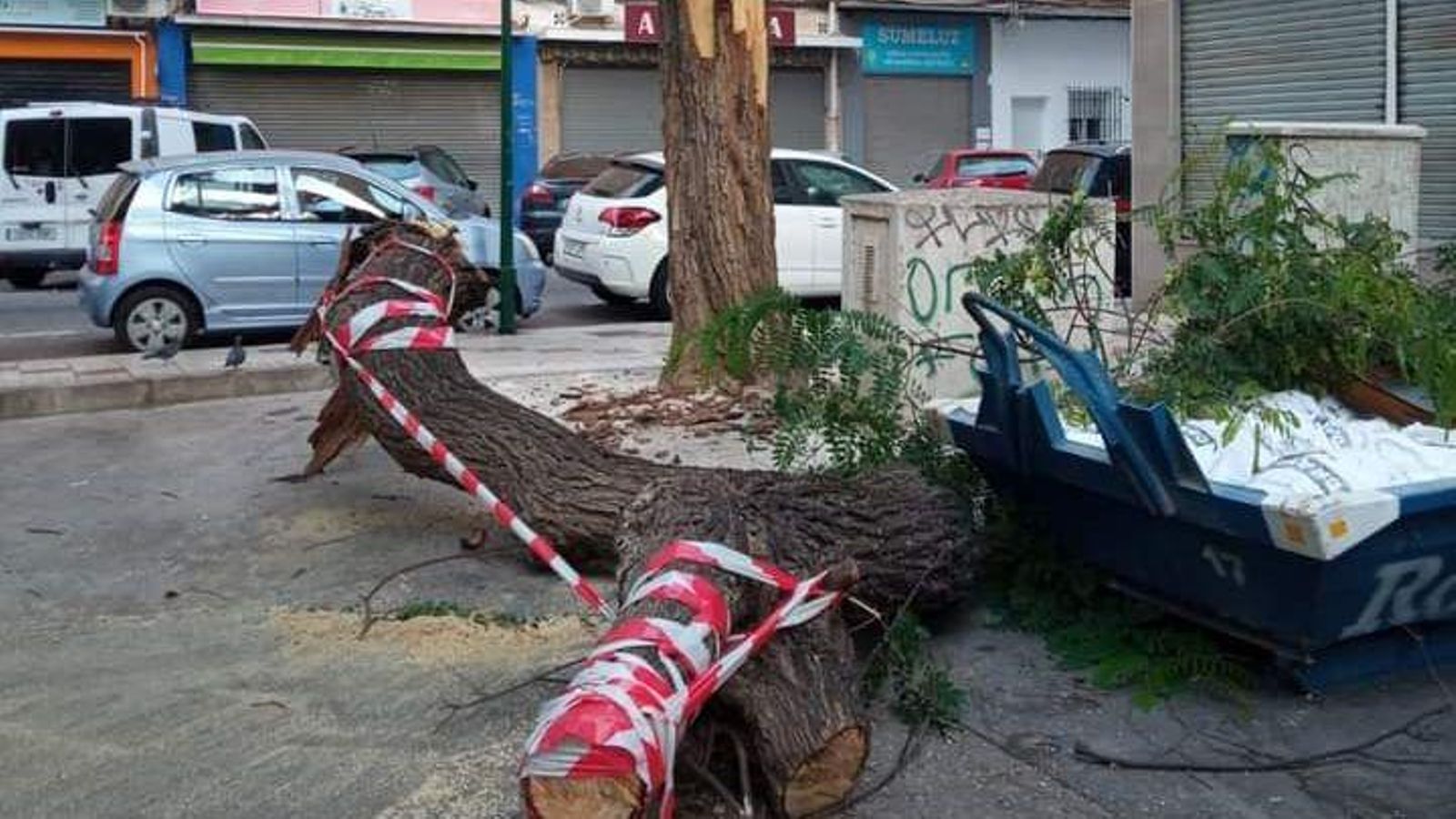Imágenes del árbol y de la rama que se ha caído en plena plaza de La Luz. Imágenes del árbol y de la rama que se ha caído en plena plaza de La Luz.