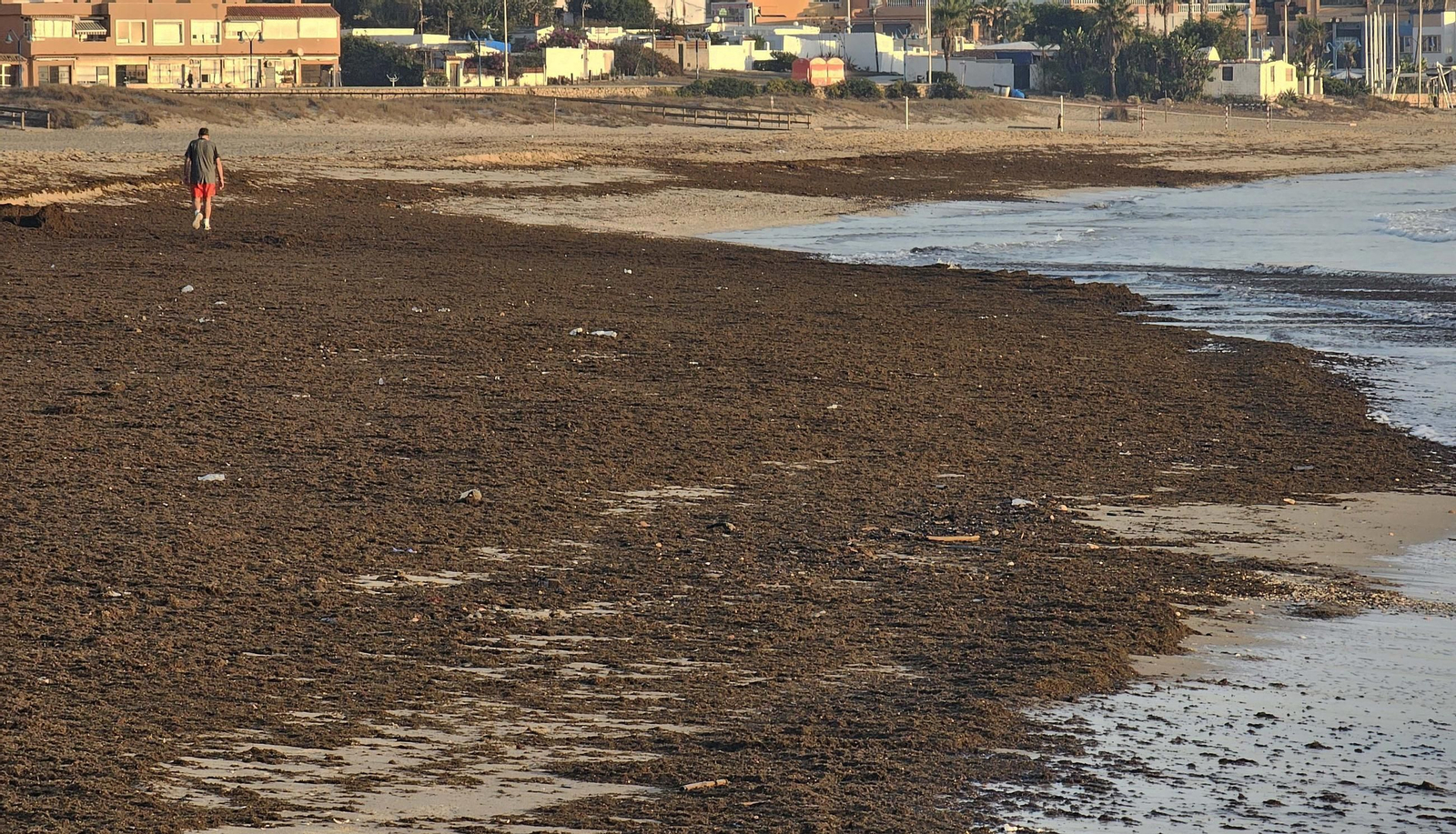 Fotos del nuevo arribazón de alga asiática en la playa de Getares de Algeciras