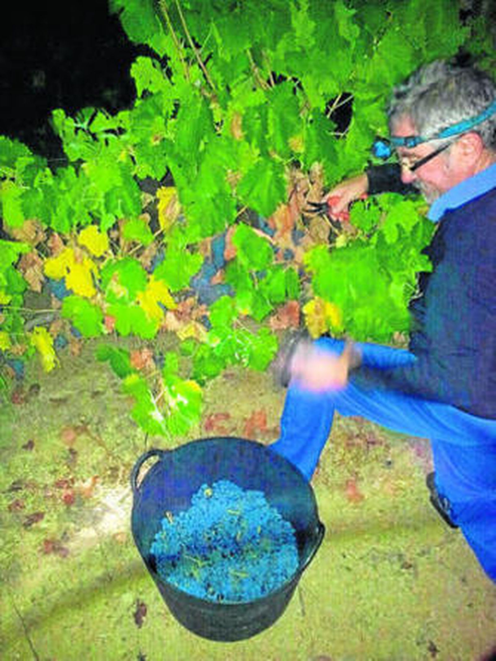 1. Uno de los trabajadores en  la vendimia estos días. Para recolectar la uva de noche cuentan con unas linternas similares a las que emplean los mineros. El trabajo es 100% manual. 2. Depósito de acero, donde el vino pasa unos cuarenta días antes de reposar en las barricas. 3. Barricas de roble americano y francés en las bodegas. Próximamente, La Margarita sacará al mercado su primer reserva criado en barricas de roble español, hoy presente  en pocas bodegas del territorio nacional. 4. Vides de la finca en Constantina. 5. Botella de Zancúo.