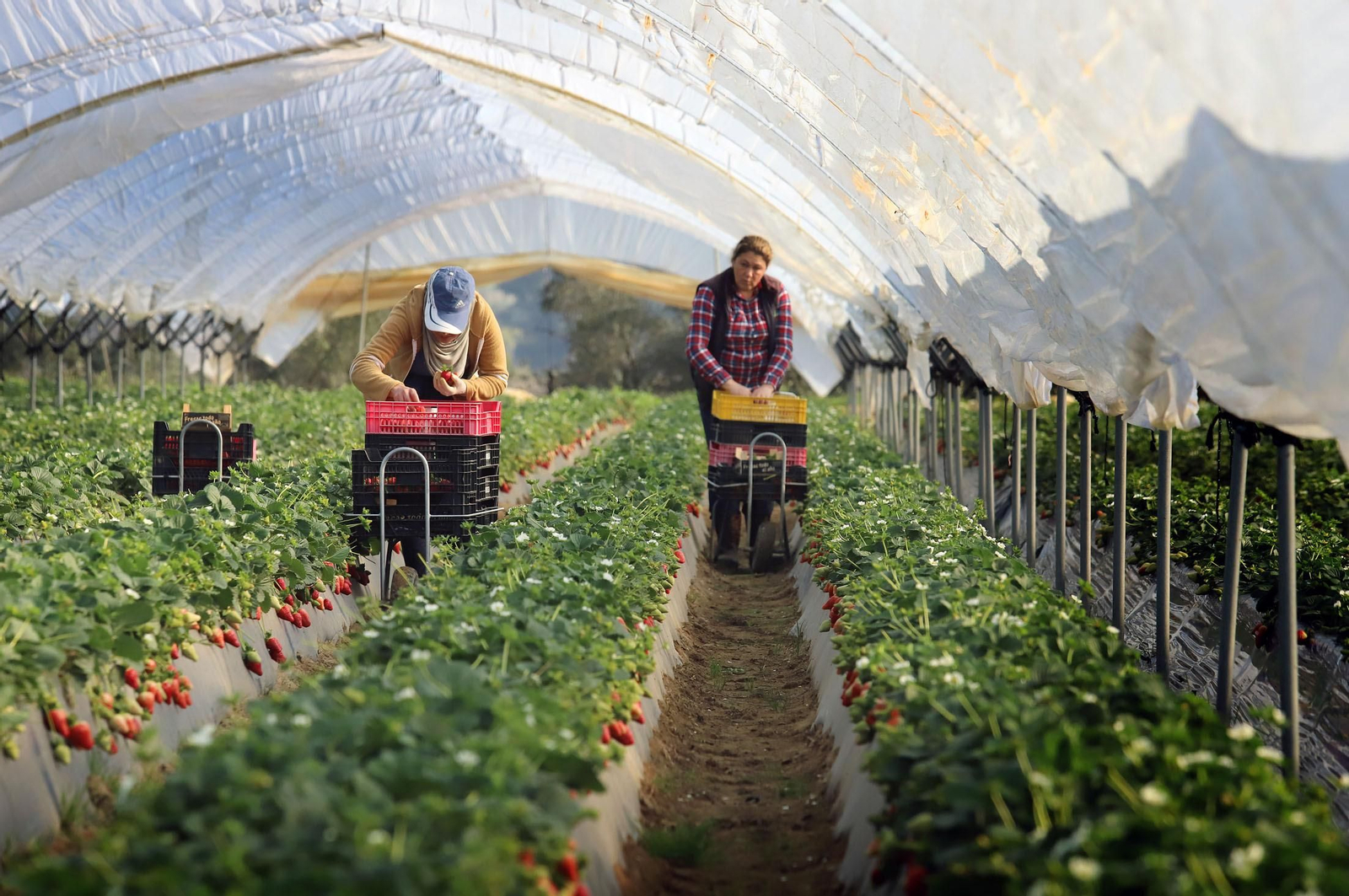 Trabajadoras en una finca de frutos rojos de la provincia onubense.