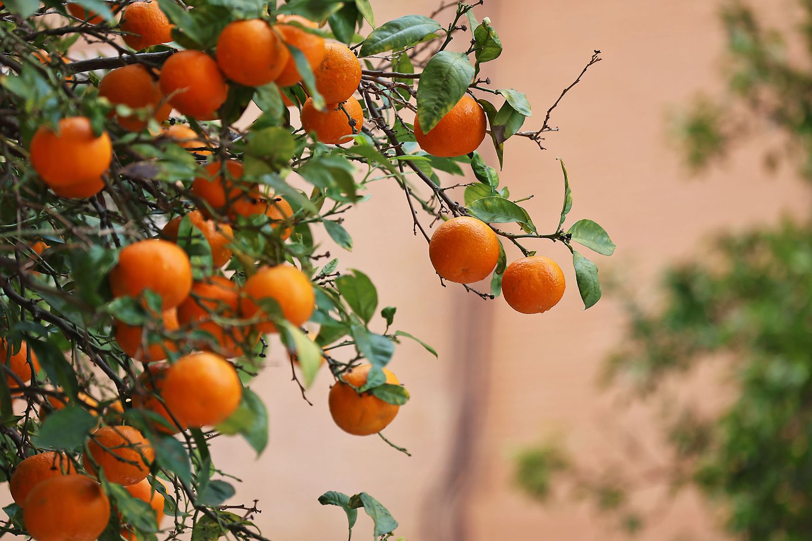 Último domingo de 2025: Ambiente y tiempo inestable marcan los preparativos de fin de año