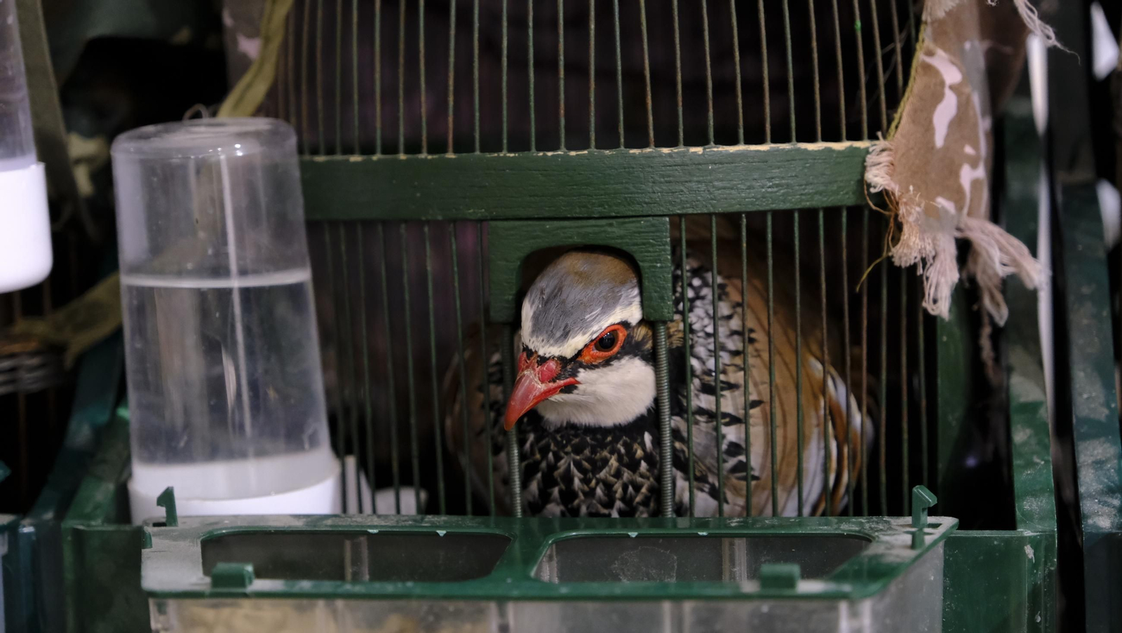 Las fotos de la Feria del Ganado y del Pájaro Perdiz en Albox