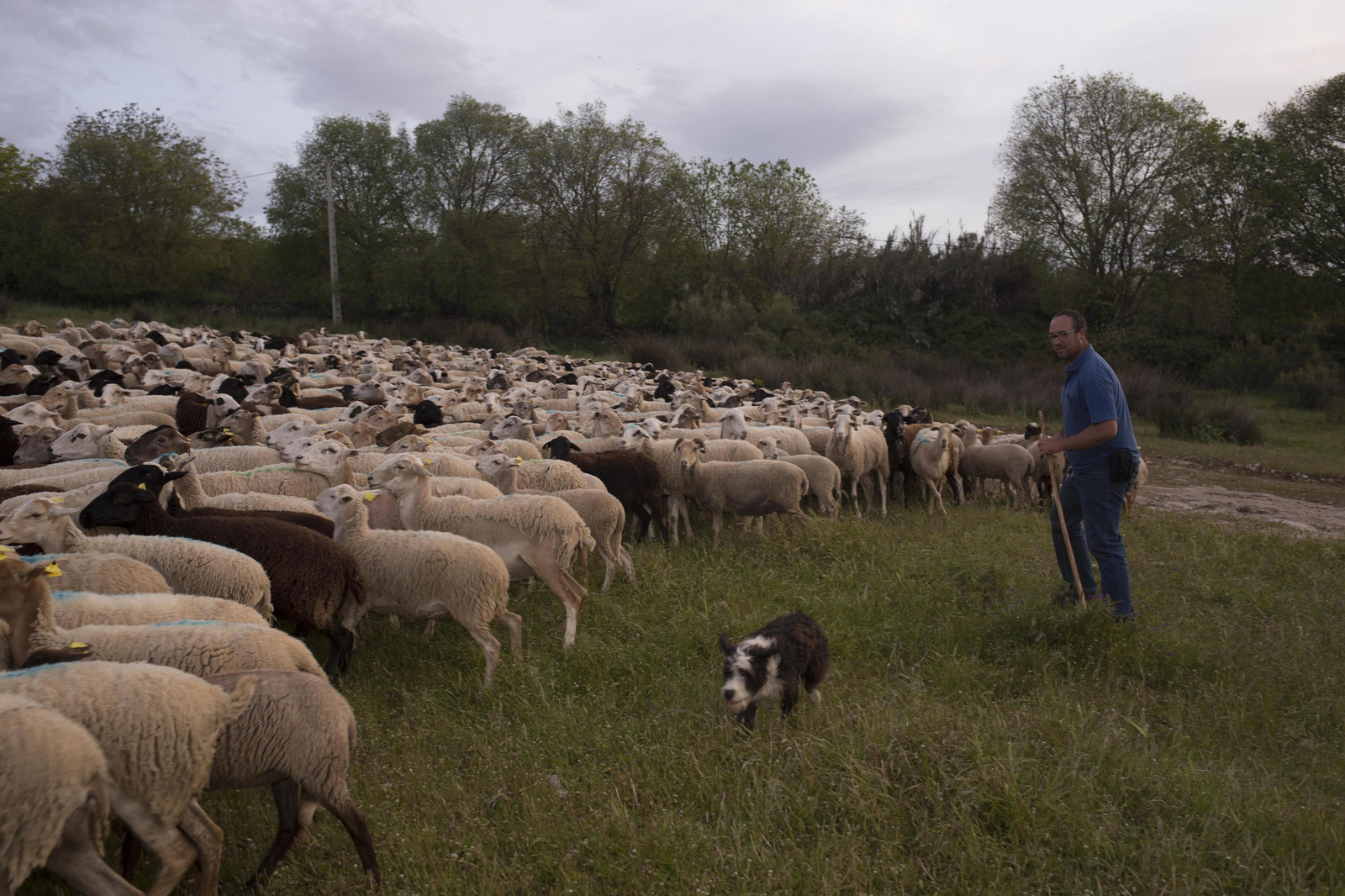 Un pastor de ovejas en la Serranía de Ronda. Un pastor de ovejas en la Serranía de Ronda.