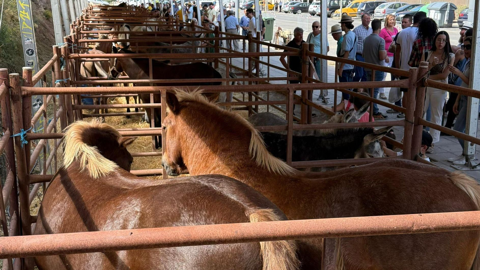 Los caballos, grandes protagonistas en la Feria del Ganado de Abla.