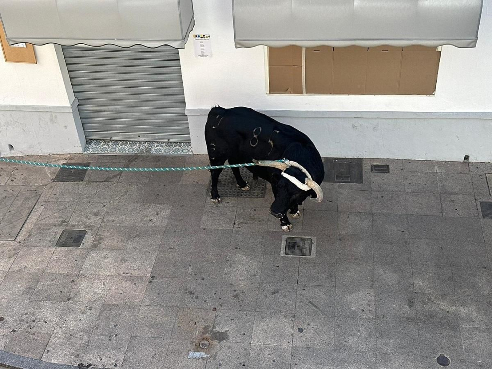 Las imágenes del toro de cuerda de Carcabuey