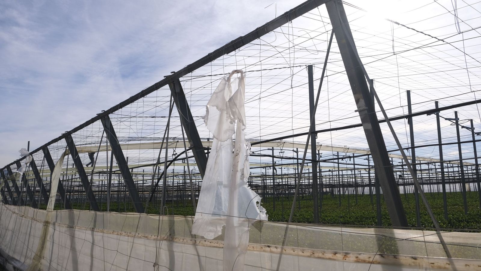 Los efectos del temporal de viento en los invernaderos, en imágenes